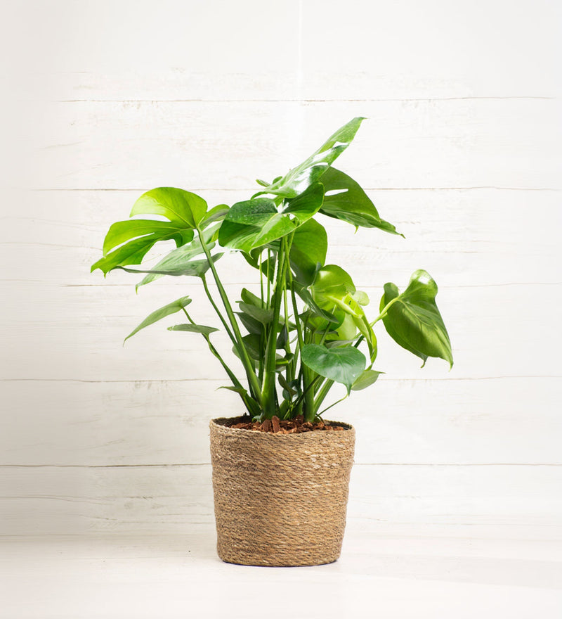 Philodendron Monstera