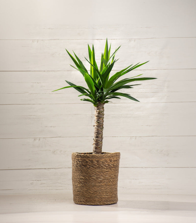 Yucca Cane