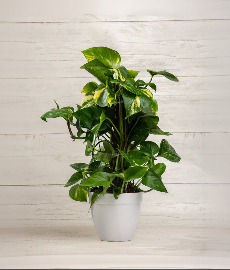 Golden Pothos Totem
