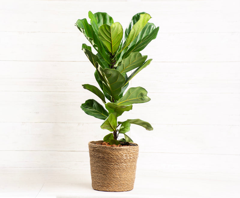 Ficus Lyrata Column