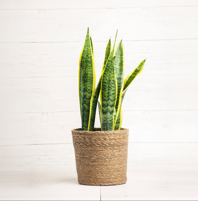Sansevieria Laurentii
