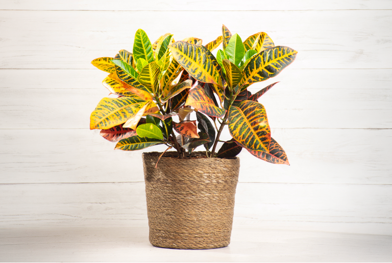 Croton Petra
