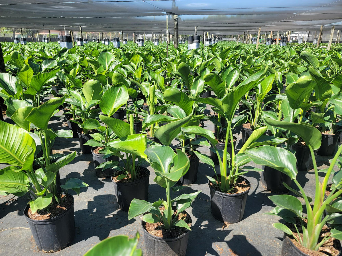 April 2025 Newsletter | Andersen Farms