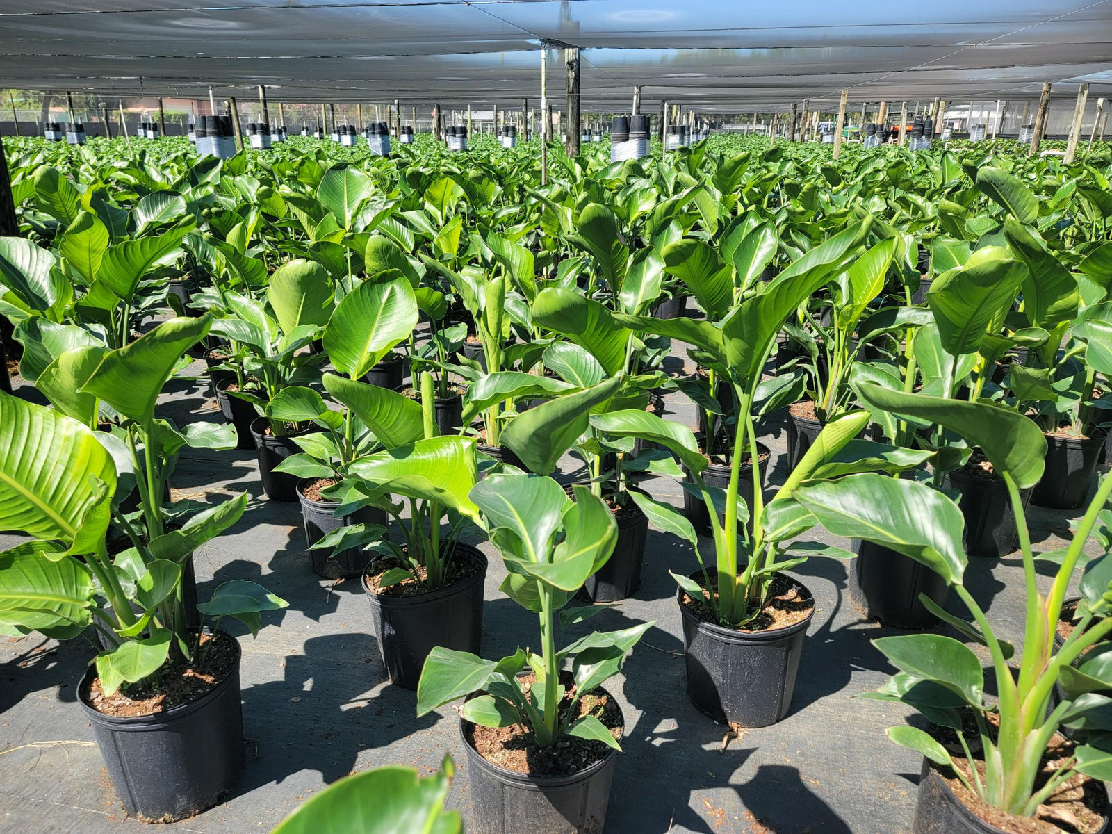 April 2025 Newsletter | Andersen Farms