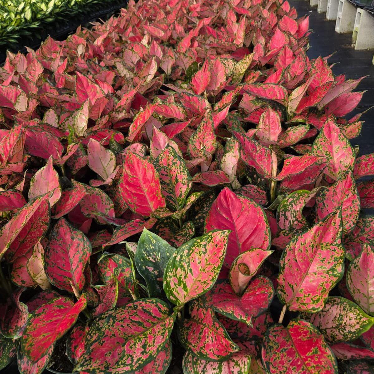 December 2025 Newsletter | Andersen Farms