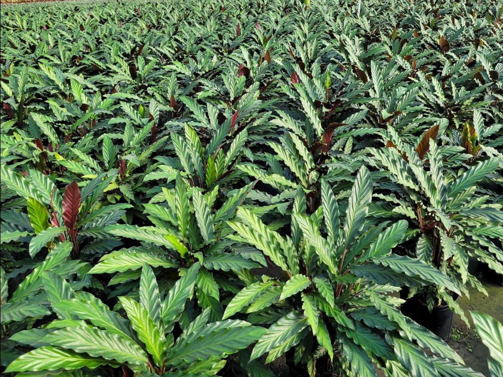 February 2025 Newsletter | Andersen Farms