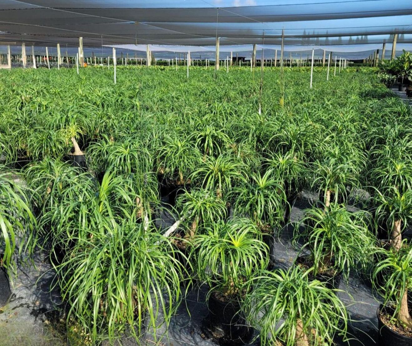 January 2025 Newsletter | Andersen Farms