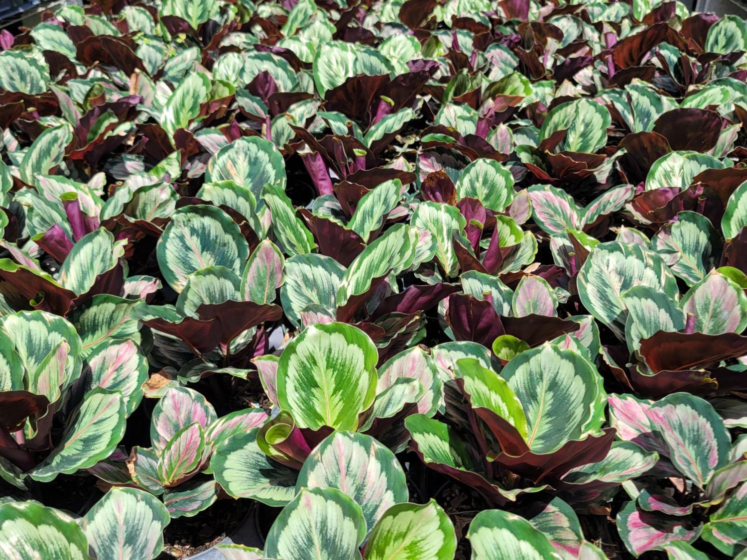 June 2025 Newsletter | Andersen Farms