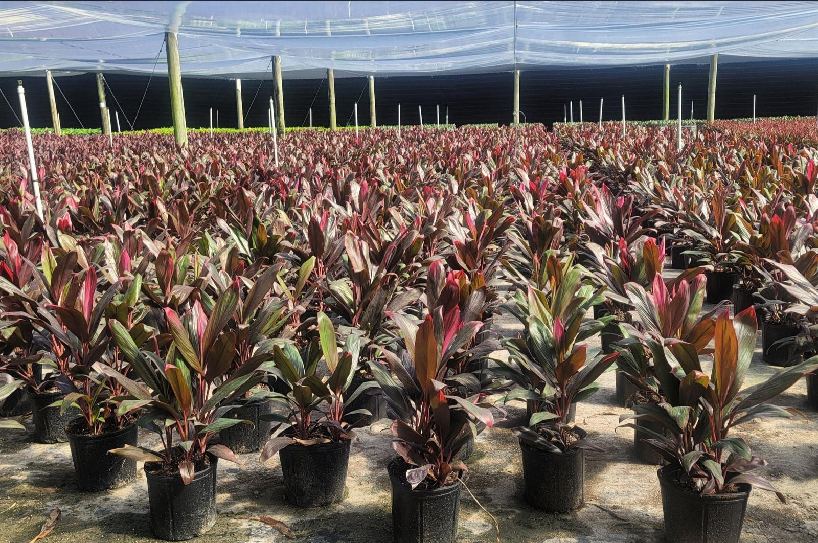 March 2025 Newsletter | Andersen Farms