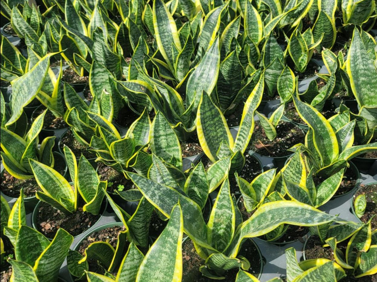 May 2025 Newsletter | Andersen Farms