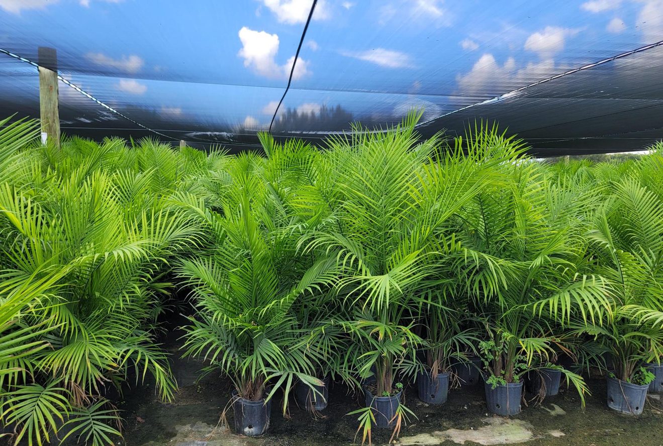 October 2025 Newsletter | Andersen Farms