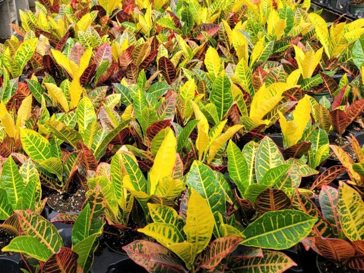 September 2025 Newsletter | Andersen Farms