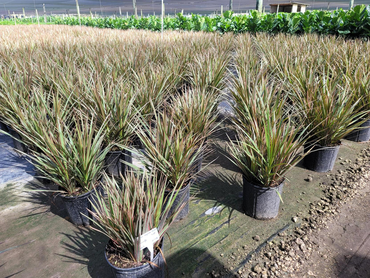 August 2025 Newsletter | Andersen Farms