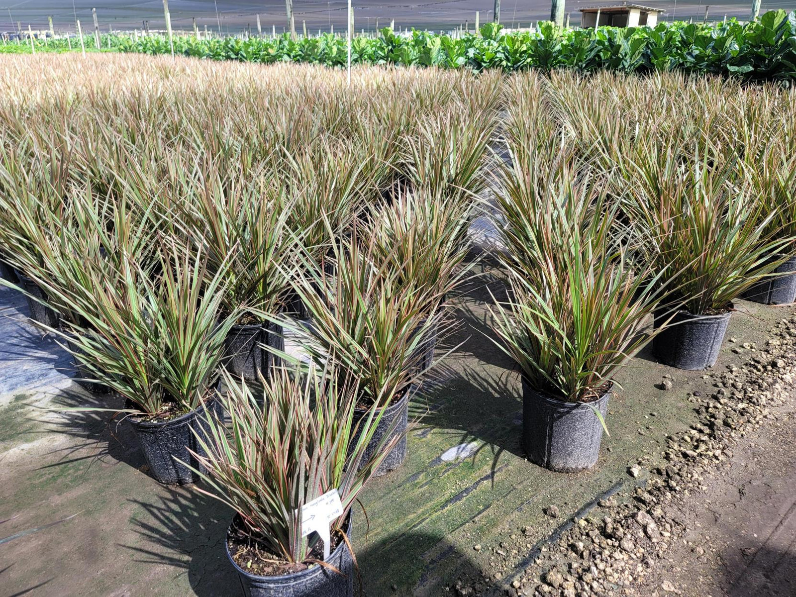 August 2025 Newsletter | Andersen Farms