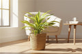 Dracaena Lemon Lime