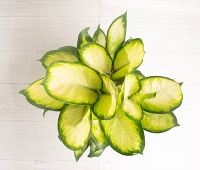 Dieffenbachia Marianne