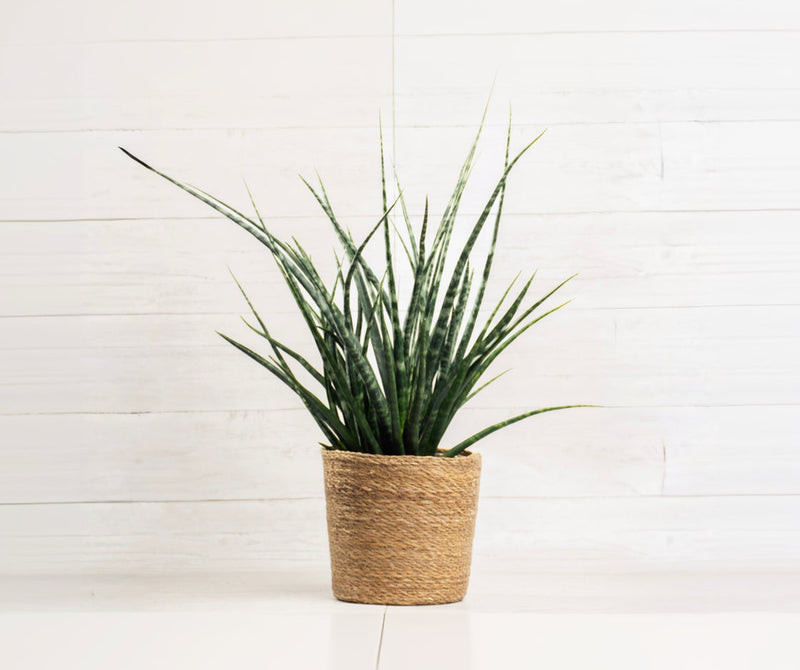 Sansevieria Fernwood
