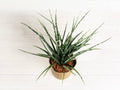 Sansevieria Fernwood