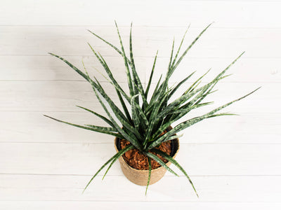 Sansevieria Fernwood
