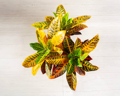 Croton Petra