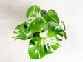 Philodendron Monstera