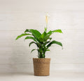 Spathiphyllum Sweet Pablo