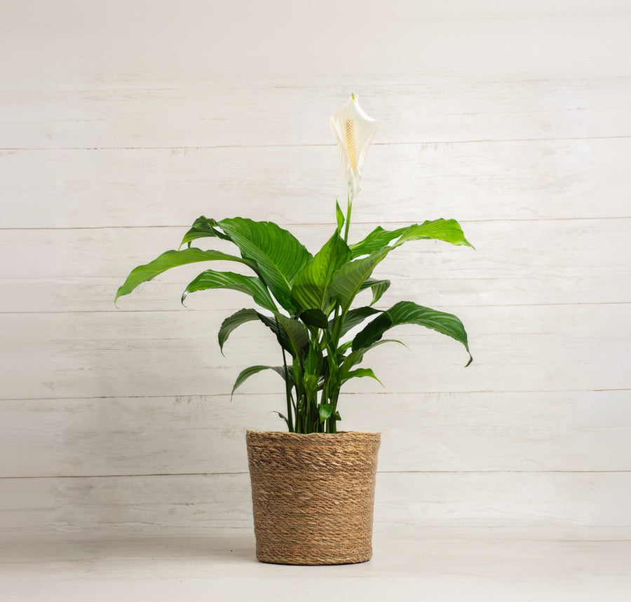 Spathiphyllum Sweet Pablo