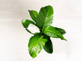 Spathiphyllum Sweet Pablo