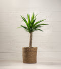 Yucca Cane