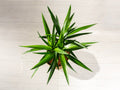 Yucca Cane