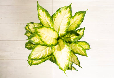 Dieffenbachia Camille