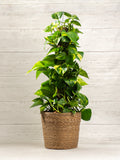 Golden Pothos Totem