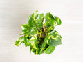Golden Pothos Totem