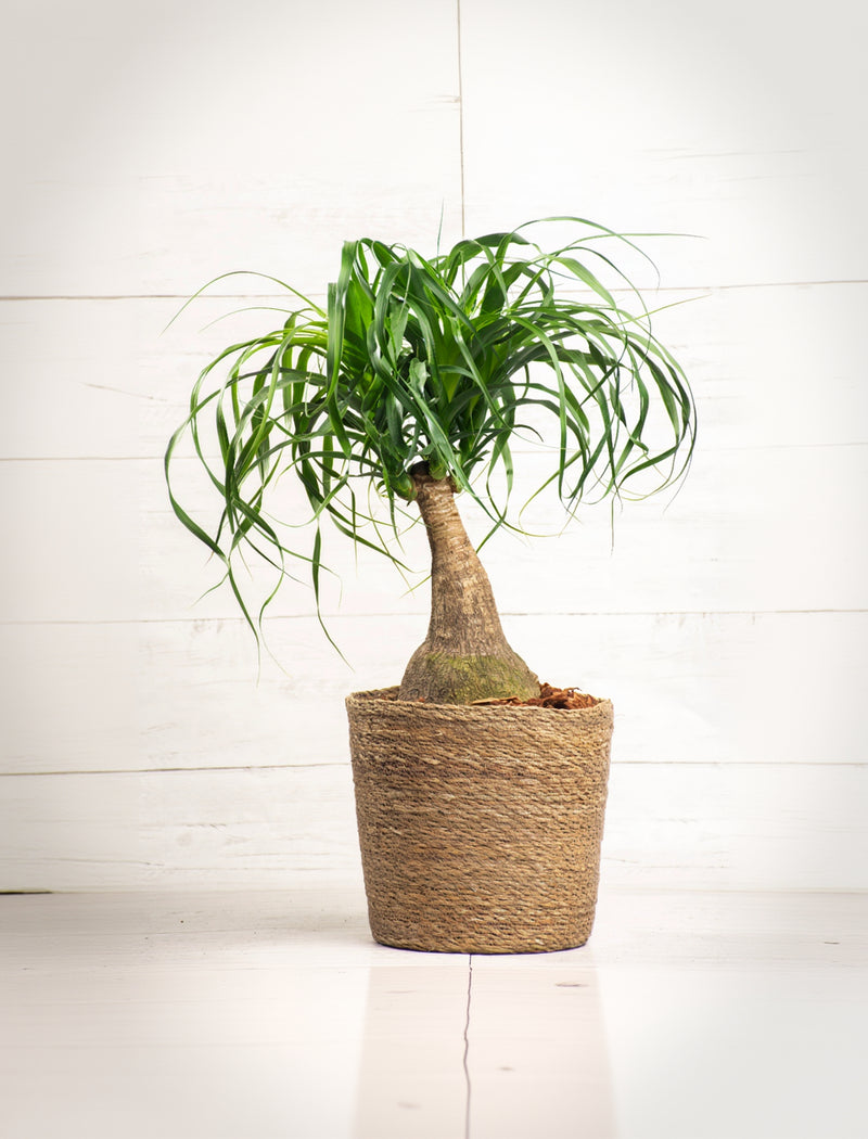 Ponytail Palm
