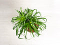 Ponytail Palm