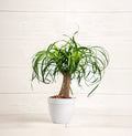 Ponytail Palm