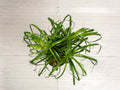 Ponytail Palm