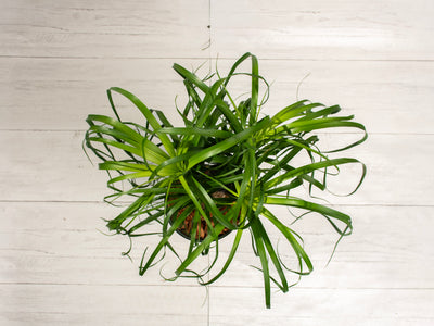 Ponytail Palm
