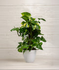 Golden Pothos Totem