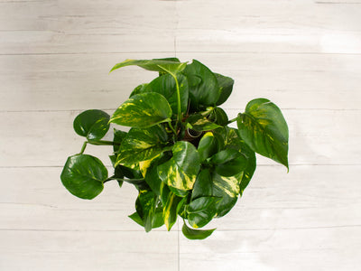 Golden Pothos Totem