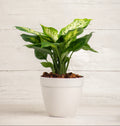 Dieffenbachia Compacta