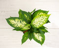 Dieffenbachia Compacta