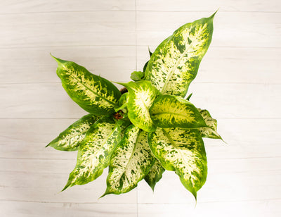 Dieffenbachia Compacta