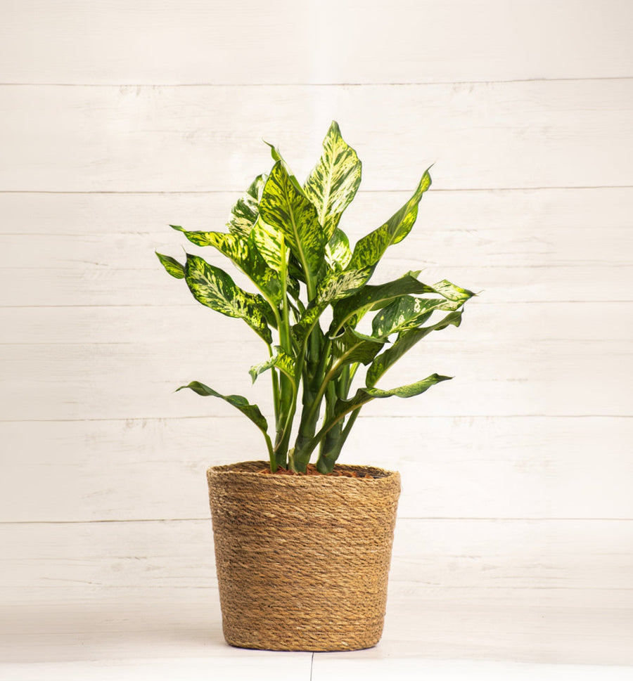 Dieffenbachia Sublime