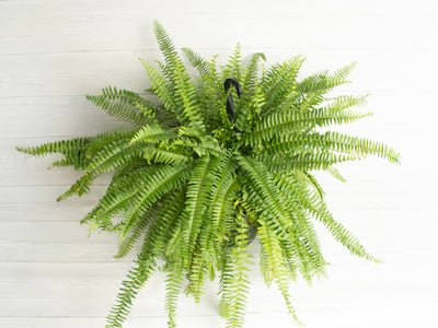 Boston Fern HB