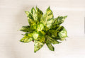 Dieffenbachia Sublime