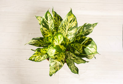 Dieffenbachia Sublime