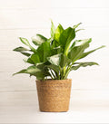 Aglaonema Silver Bay