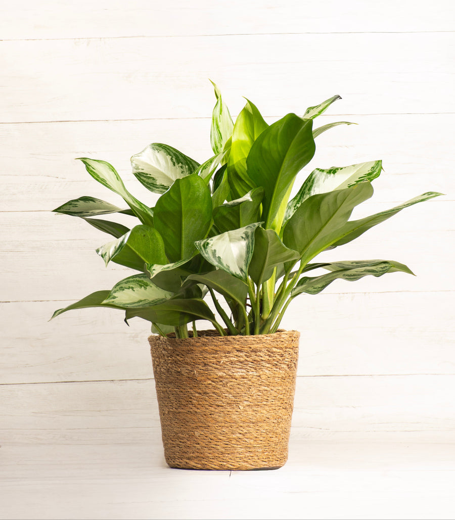 Aglaonema Silver Bay