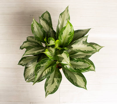 Aglaonema Silver Bay